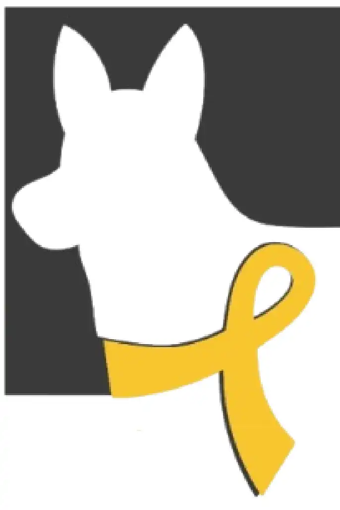 Image of a dog wearing a yellow ribbon