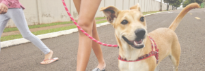 Pet dog walking on a leash